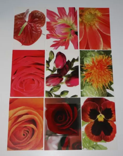 Lot of 9 Pink Flowers 10x15cm Postcard Postcard