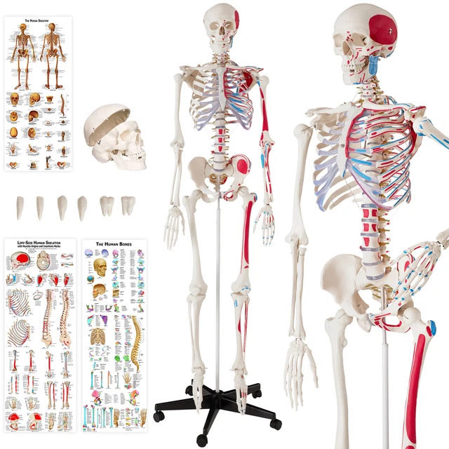 HUMAN SKELETON ANATOMICAL model teaching muscles and bones painting
