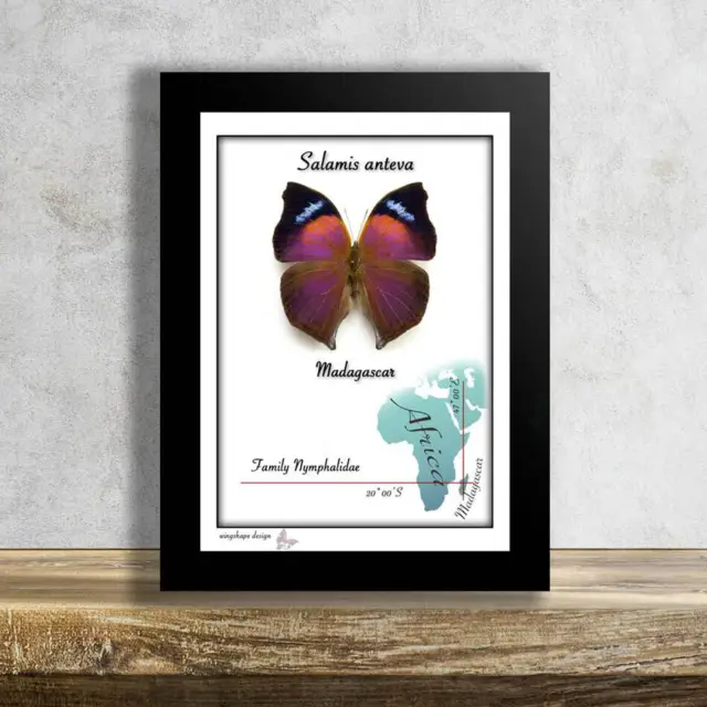 Salamis anteva-Real Mounted Butterfly in Frame