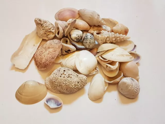 Cowrie Shells Seashell 200 grams Conch Abalone Craft Weddings Fossils Mixed
