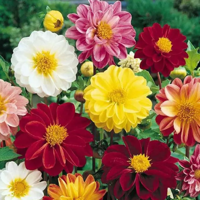 Dahlia Unwins Mixed Seeds Grow Your Own Flowers Borders Simply Garden