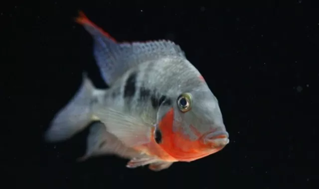 5x Firemouth Cichlid (1.5-2") Live Fish 2Day Fedex shipping