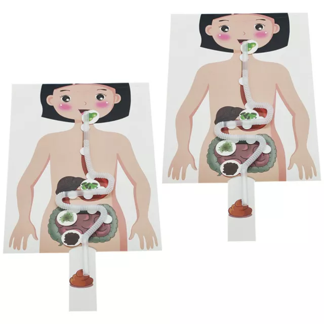 2 Sets of DIY Craft Food Human Digestive System Models Kids Educational Toys 3