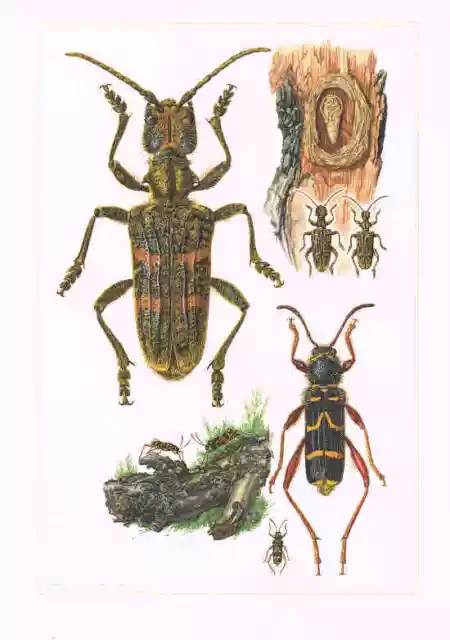 Eichen-Zangenbock Rhagium sycophanta Farbdruck von 1959 Echte Widderbock Coleopt