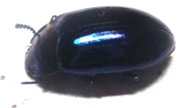 K008 MI : Tenebrionidae species? 9mm
