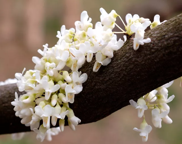 Cercis siliquastrum var. alba ** (albero di giuda a fiori bianchi) 10 SEMI SEEDS