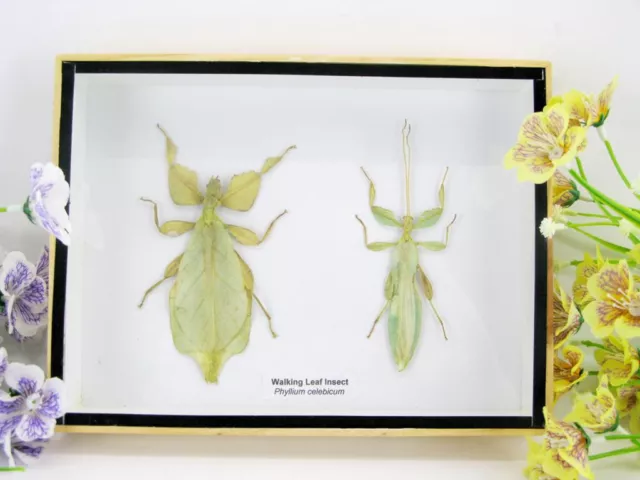 2x Walking Leaf - Phyllium celebicum F/M im 3D Schaukasten - Insekten - Blatt