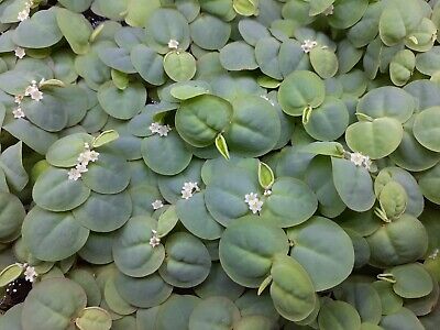 25+ Quarter Size Red Root Floaters - Live aquarium Floating plants FAST SHIP