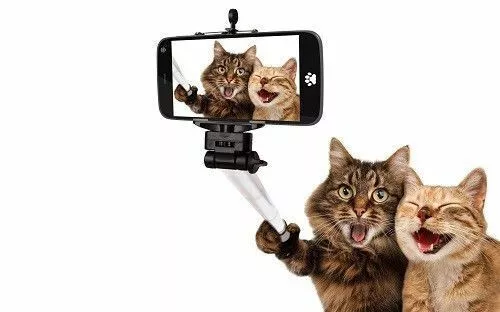 Schreibunterlage Kunstdruck Katze Katzen Selfi - abwaschbar-higloss-laminiert-SA