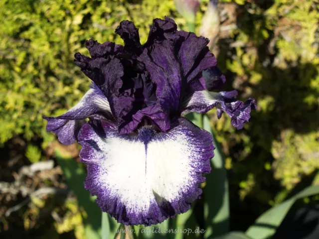 Schwertlilie / Iris " Grapetizer "