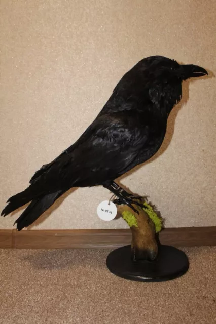 #0174 Taxidermy Stuffed Bird  Crow (Corvus Corone) Eurasian Raven