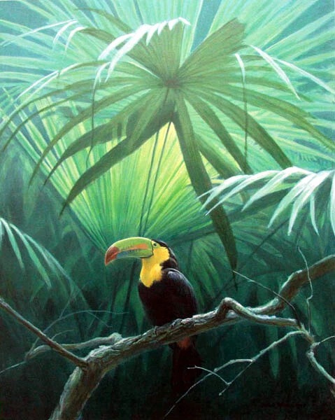 Robert Bateman Under the Canopy Toucan