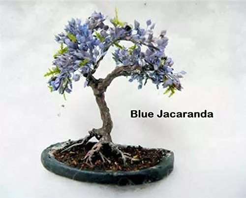 3 Types Flowering Bonsai Tree Seeds Chinese Wisteria, Judas Tree, Blue Jacaranda