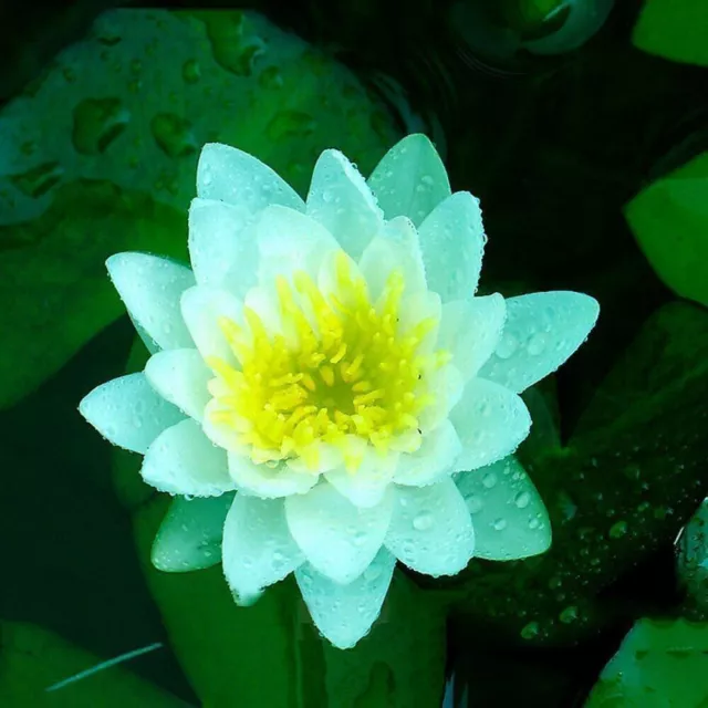 "Nelumbo Nucifera" Nouvelle variété Graines de fleurs de lotus bleu foncé...
