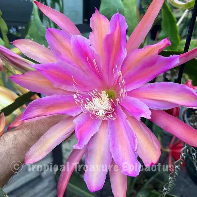 Epiphyllum 'MONASTERY GARDEN'  (ROOTED Cutting) - ESA Registered