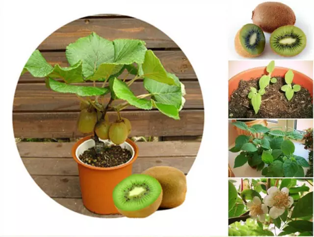 100 Thailand Mini Kiwi Fruit Bonsai Seeds, Exotic Kiwi Tree Fresh Seeds