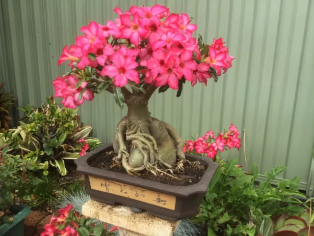 A - DESERT ROSE (Adenium obesum) Colours Vary, 20 fresh seeds