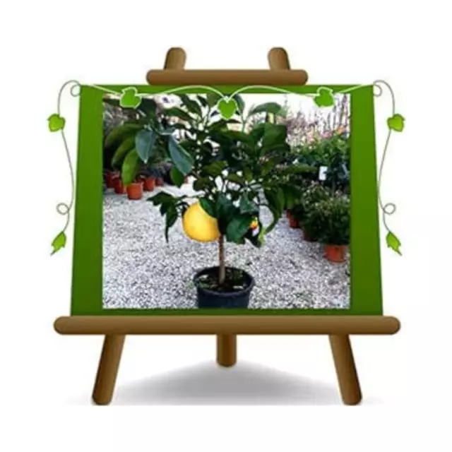 Agrumes Bergamote (Citrus Bergamia) Health Plante à Partir De Fruit Vase 26cm