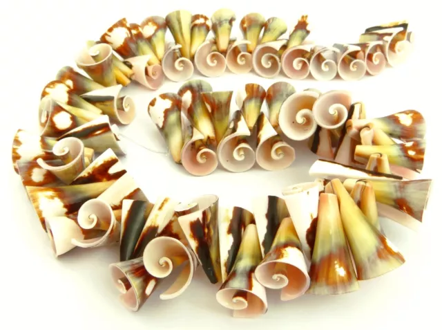 Cone Fencer Snail Trumpets Beads ~22-26 MM Shell Beads Natural Beads