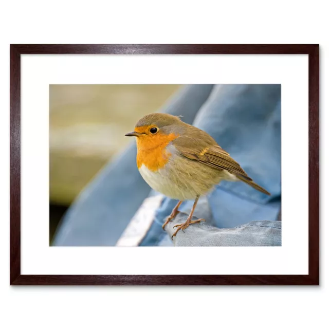 Robin Bird Red Breast Art Framed Wall Art Print