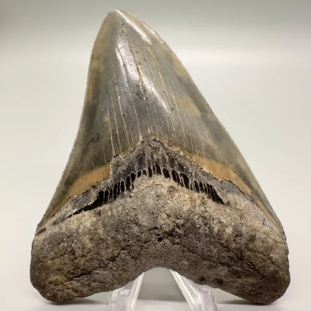 Sharply Serrated, Very Nice Colorful 4.46" Fossil MEGALODON Shark Tooth - USA