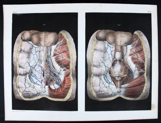 1866,Human Anatomy N. H. Jacob Hand Color  Xab