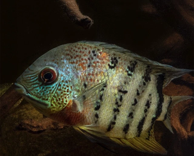 Red Tiger Severum