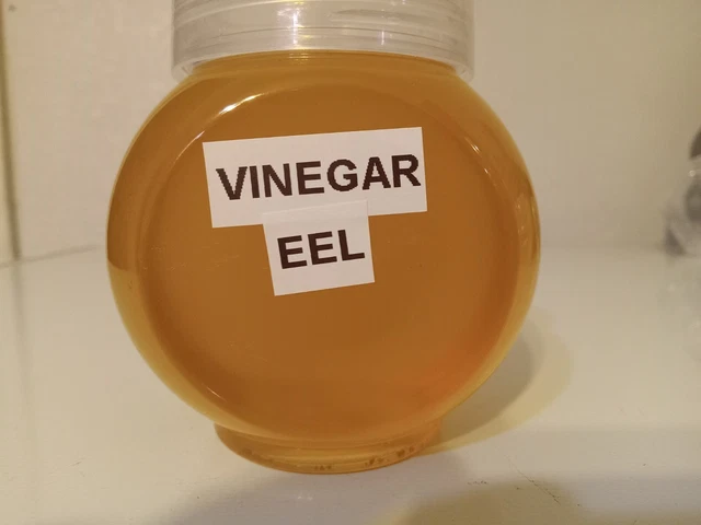 VinegarEel Starter Culture, 1 cup Live food for fish fry, betta guppy, angelfish 3