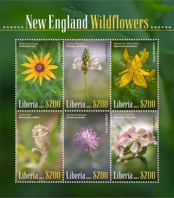 LIBERIA - 2021 New England Wildflowers - Stamp Souvenir Sheet ...