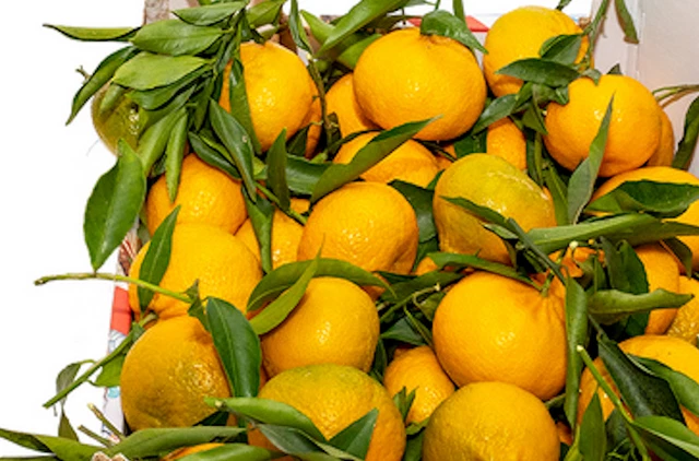 Box Kg 10 di Agrumi Sicilia Mandarini BIO naturali raccolti e spediti