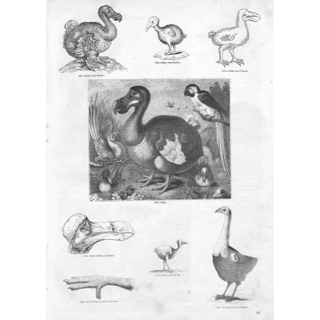 BIRDS The Dodo - Antique Print 1856