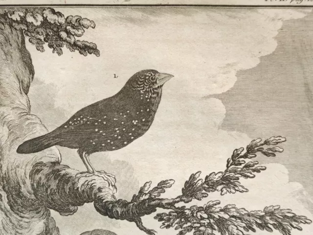 Le Bengali Piqueté & le Senegali, Oiseaux Buffon, De Sève, Baron, Stampa 1778 2