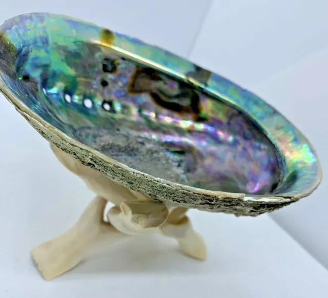 Pink Abalone Sea Shell One Side Polished Beach Craft Home Decor