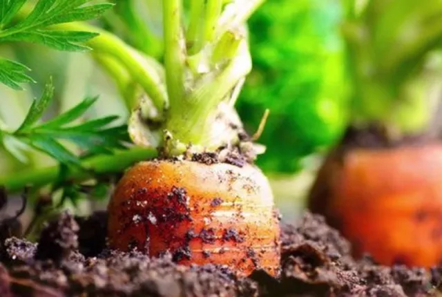 500 Graines de Carotte Nantaise - légumes jardin potager - semences paysannes