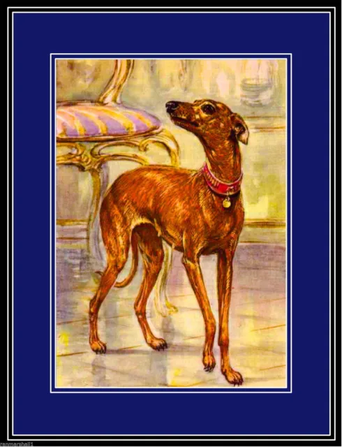 94191 English Italian Greyhound Dog Puppy Puppies Wall Print Poster AU