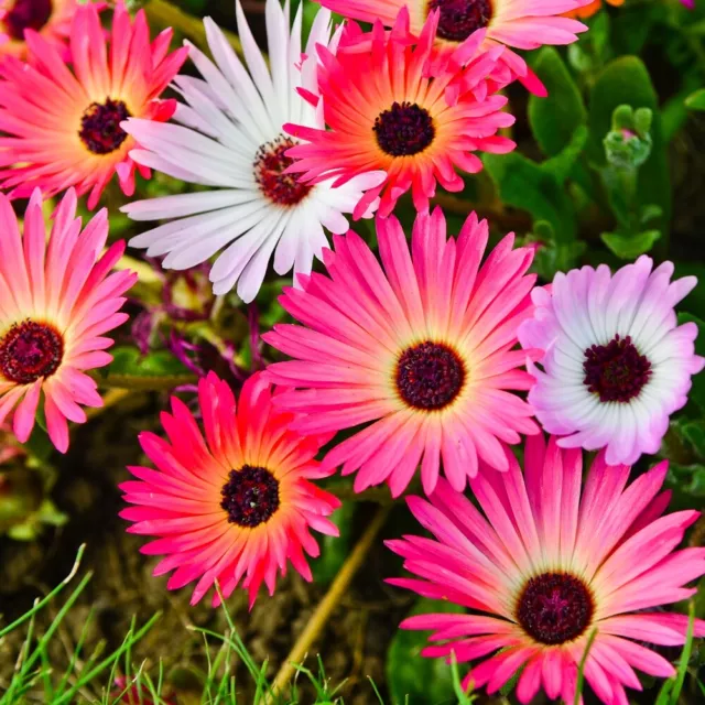 Flower Mesembryanthemum Pastel Mixed 4500 Flower Seeds