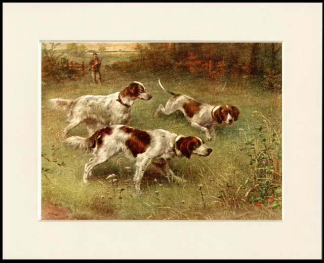 Irish Red And White Setter Three Dogs Lovely Dog Print Mounted Ready To Frame