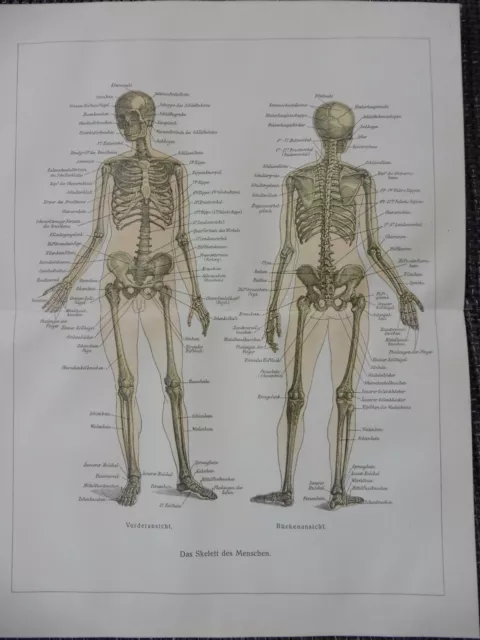 Das Skelett des Menschen Gerippe Knochenbau Anatomie LITHOGRAPHIE von 1911