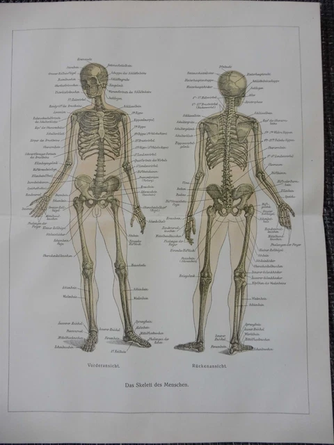 Crâne Humain Dans Un Style De Gravure Sur Bois De Cadre De Fleur