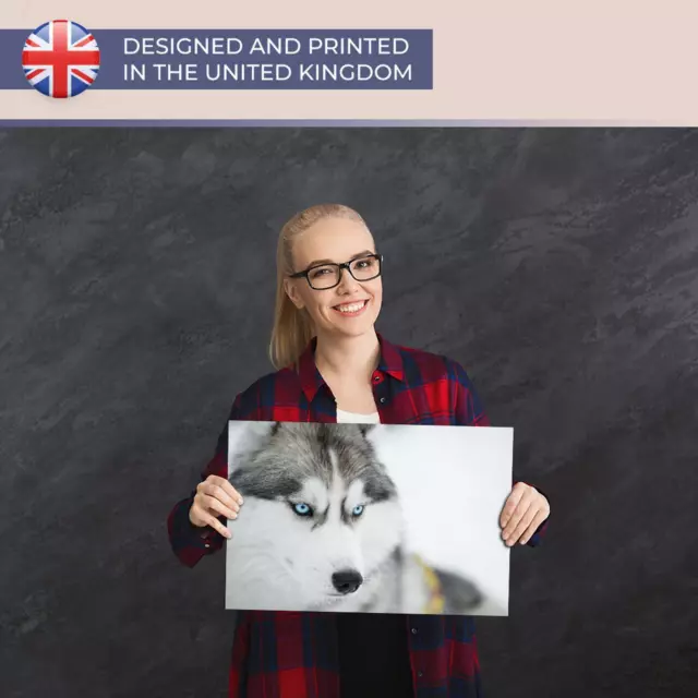 A3| Siberian Husky sled dog Blue Eyes Size A3 Poster Print Photo Art Gift #2697 3