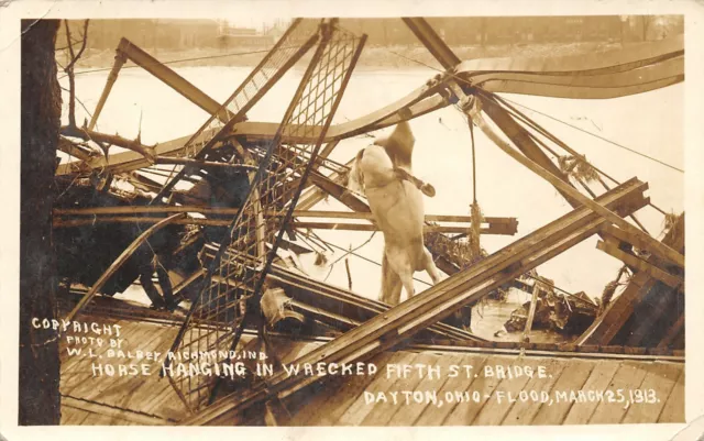 Dayton Ohio~Horse Hangs From Wrecked 5th St Bridge~March 25 Flood~1913 RPPC