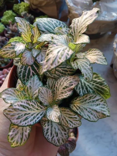 Fittonia ROSA de colores planta hojas de color plantas interior terrario