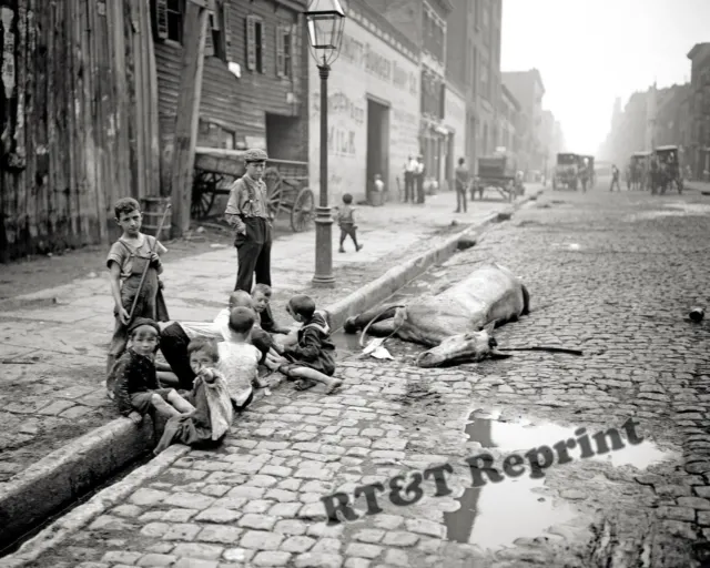 Photograph of a  Dead Horse & Kids Playing New York Year 1903  8x10