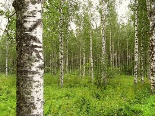 500 Birkensamen, Birke, Betula pendula alba, Samen, Weissbirke, Hängebirke 2