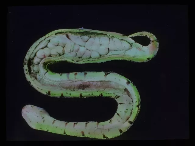 ANTIQUE Magic Lantern Slide ADDER EGGS IN SITU C1910 PHOTO SNAKE