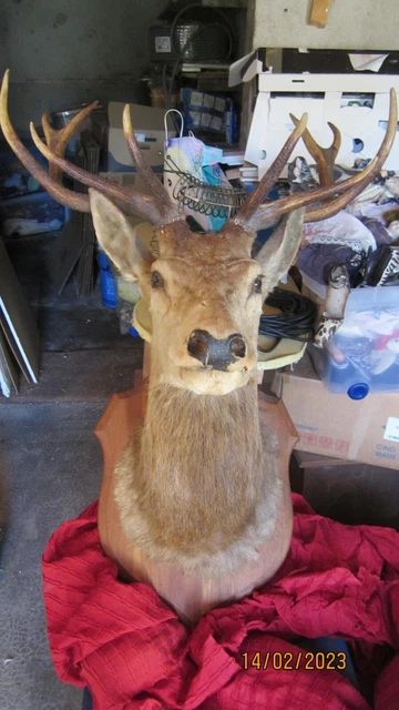 Trophée de chasse pied d'honneur: patte de cerf à dix cors