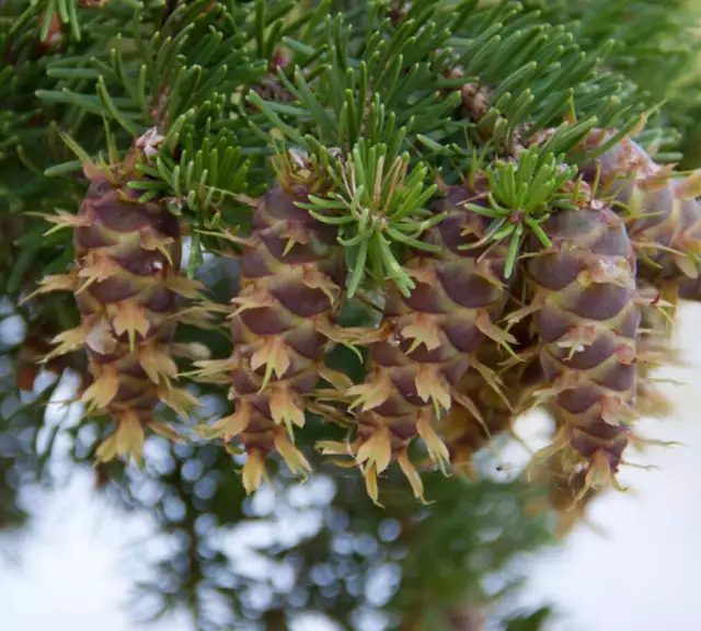 Pseudotsuga menziesii -  - abete di Duglas - Douglas fir **