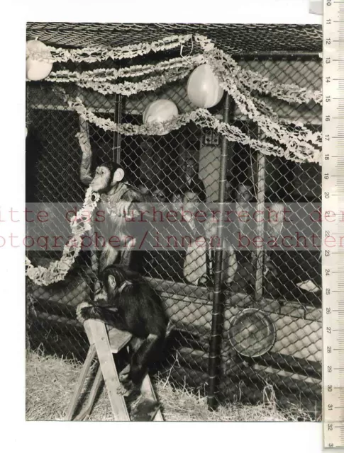 ORIGINAL PRESSEFOTO: FIFI & JANE CHIMPS DECORATING CAGE in LONDON ZOO