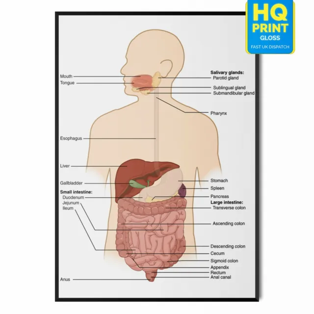 Human Anatomy Digestive System Educational Labelled Medical Poster A4 A3 A2 A1