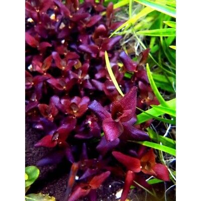 3 Stems bacopa salzmanni Purple! Live Aquarium plants beautiful!FREE S/H Rare!